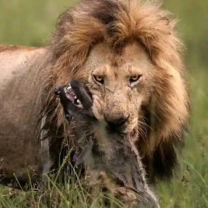 Magical Maasai Mara Safari